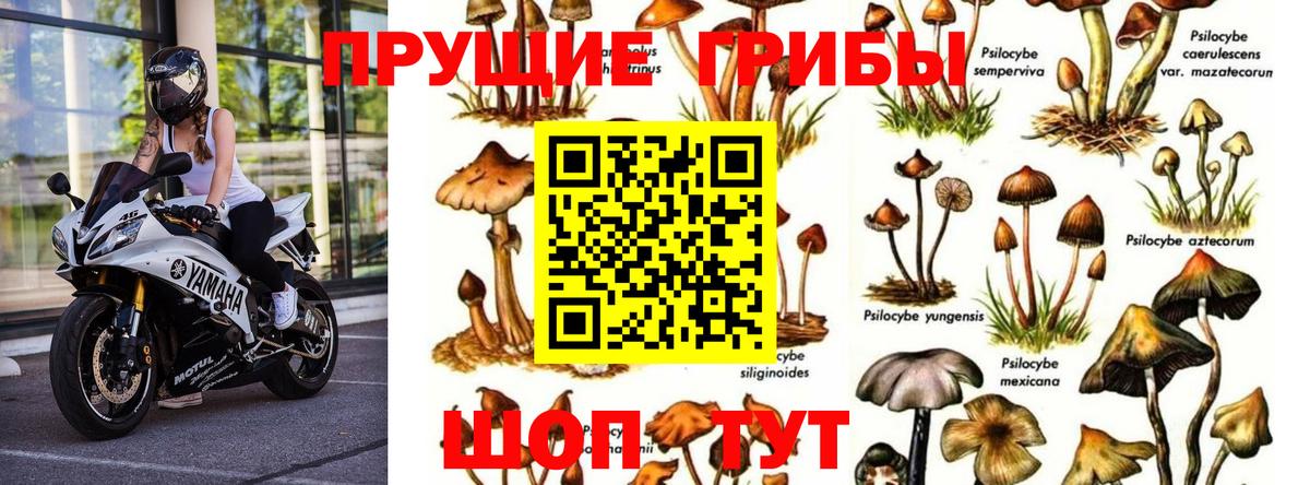 Галлюциногенные грибы прущие грибы  Галлюциногенные грибы Cubensis  Вход с VPN  Кудрово 